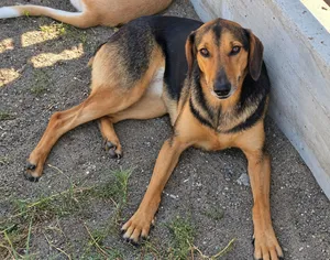 Luna, a rescued dog at My Paws Bosnia