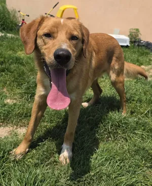 Barney, a rescued dog at My Paws Bosnia