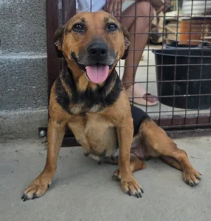 Daphne, a rescued dog at My Paws Bosnia