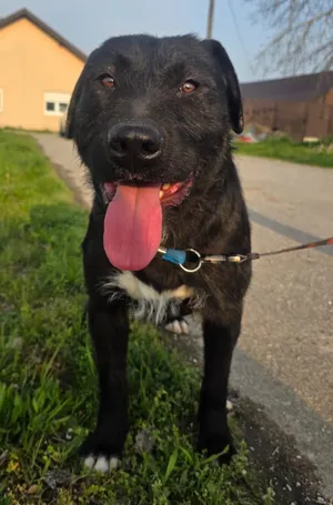 Flint, a rescued dog at My Paws Bosnia