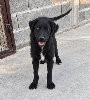 Klara, a rescued dog at My Paws Bosnia