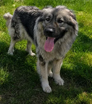 Leia, a rescued dog at My Paws Bosnia