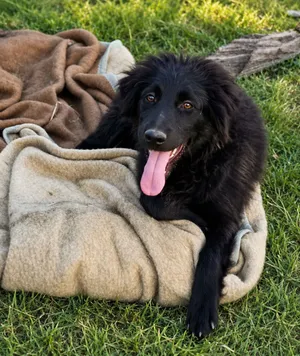 Luna, a rescued dog at My Paws Bosnia