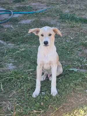 Max, a rescued dog at My Paws Bosnia