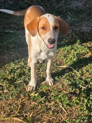 Nadia, a rescued dog at My Paws Bosnia