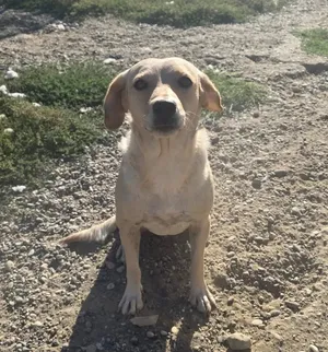 Vanja, a rescued dog at My Paws Bosnia